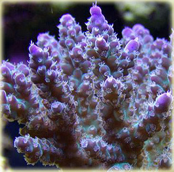 CnidarianReef: Coral