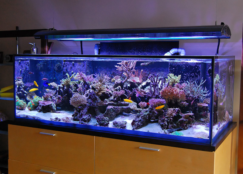 270 Gallon SPS tank for JBNY - Page 37 - Reef Central Online Community