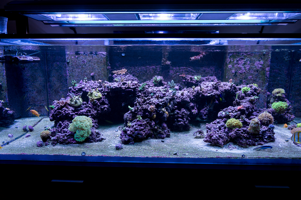 Marco Rock Owners - GHA Ever Go Away? (2 years+ Owners Only) - Reef ...