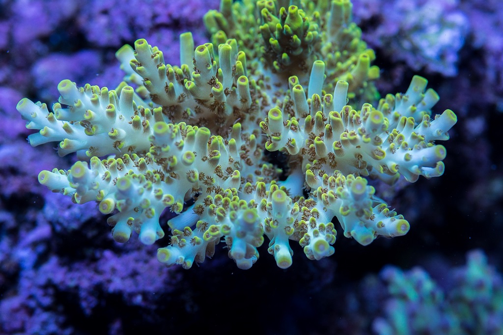 Ultrareef Akula skimmer anyone ? | Reef2Reef