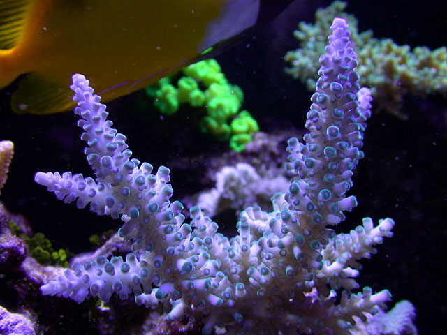 Picture of the Week - SPS (small polyped stony) Corals! - Page 4 - Reef ...